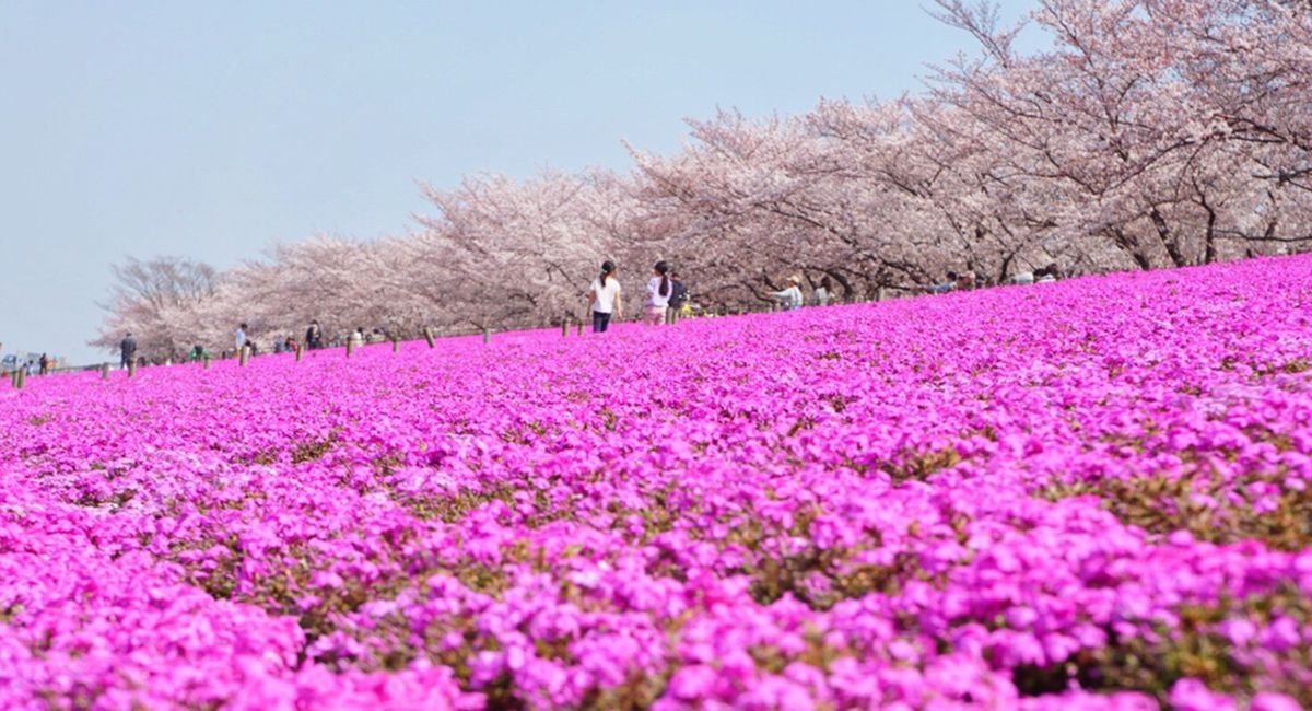 🌸 기타 구립 아라카와 아카바네 벚꽃 제방 녹지(키타쿠리츠 아라카와 아카바네 사쿠라즈츠미 료쿠치) 이미지 6